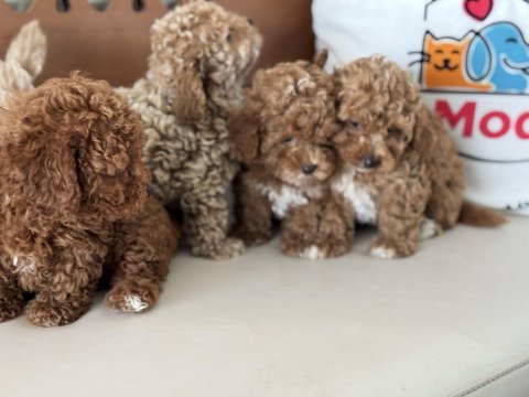 Petmode köpek çifrliğinde ziyarete açık maltipoo