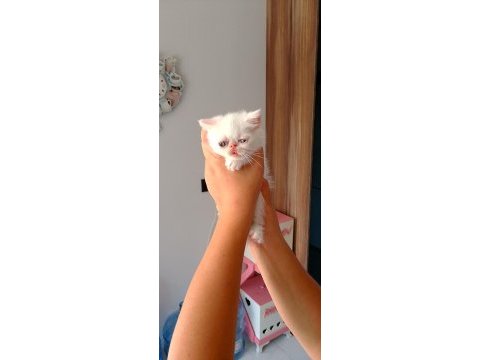 Yeni yuvamıza evimize kedimiz