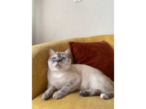 Buca tatlı dişi kedicikler