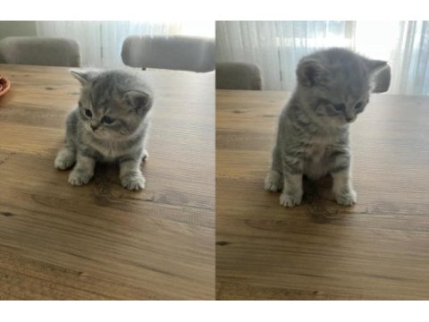 Safkan çok tatlı british shorthair yavrular