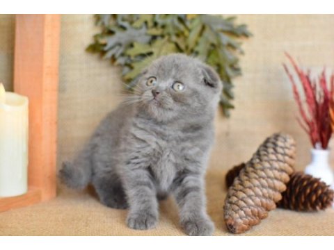 Duman grisi scottish fold shorthair 