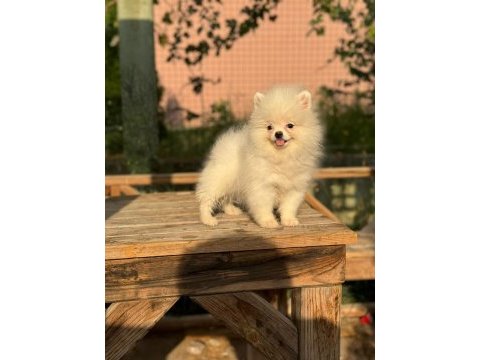 Pomeranian boo 3.5 aylık