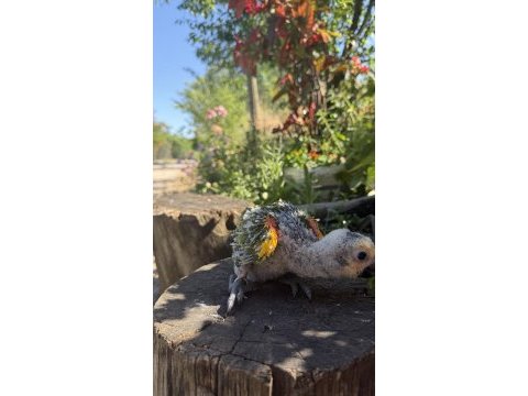Blue front amazon california bebek