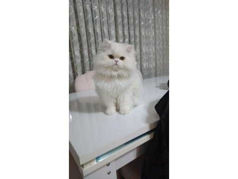 Beyaz scottish fold erkek