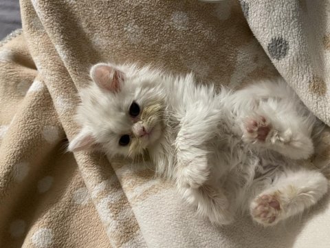 Beyaz british shorthair ve longhair