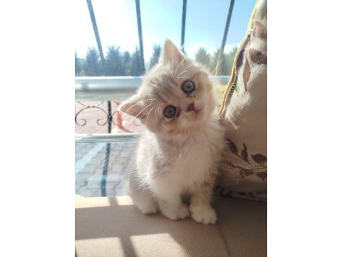 British longhair yavrular