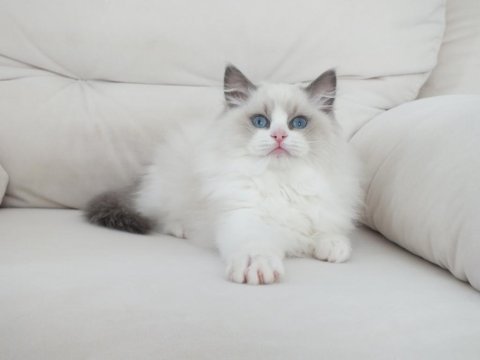 Full şecereli ragdoll yavruları