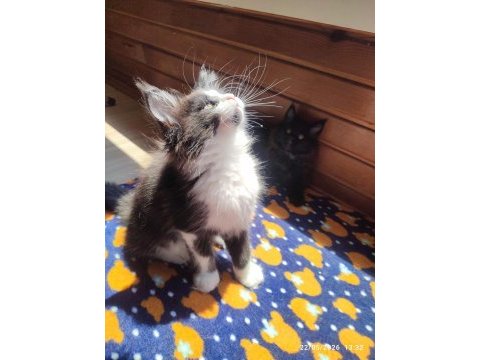Tüm aşı ve belgeleri eksiksiz şecereli safkan maine coon