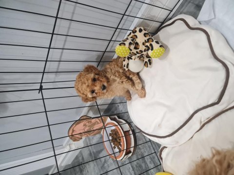 Poodle bebişimiz