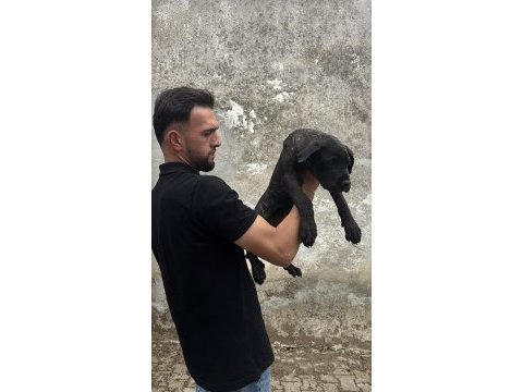 Cane corso blue safkan