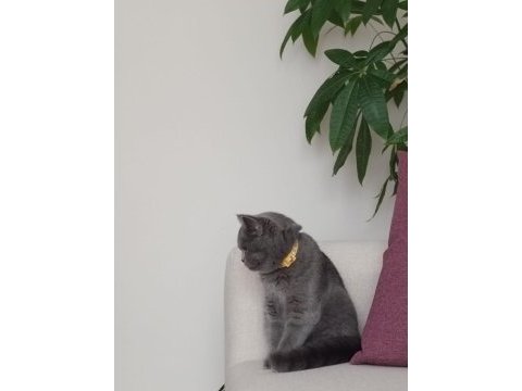 Safkan dişi british shorthair lokum 7 aylık aşılı