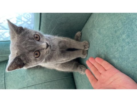 2 aylik erkek british shorthair