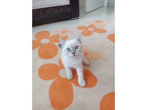 British shorthair oğlumuz