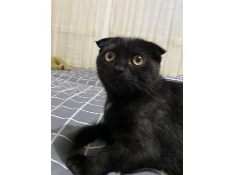Scottish fold black