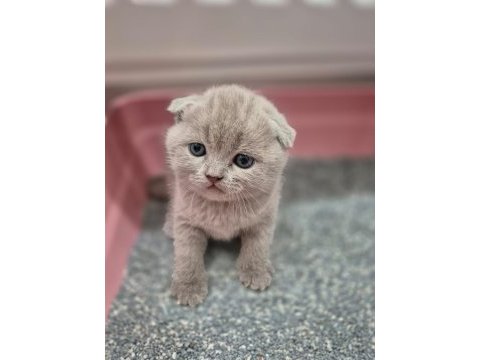 Scottish fold kedilerimiz yeni yuvalarını arıyorlar