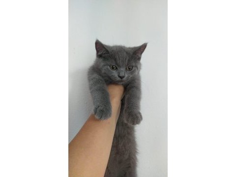29 mayıs doğumlu british shorthair yavru