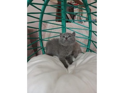Minik british shorthair yavrularımız gitmeye hazırlar