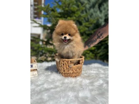 Yeni ailesini arayan pomeranian