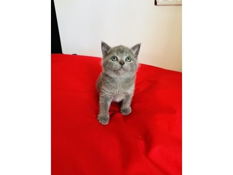 Kaliteli british shorthair yavru