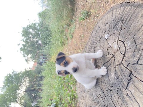 Kısa bacak safkan jack russell