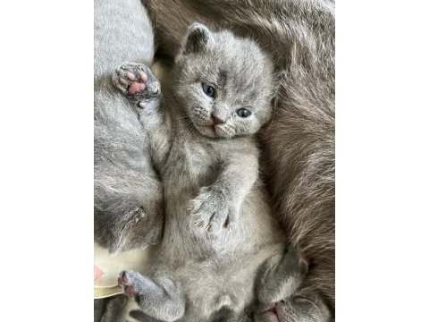 Scottish fold british shorthair yavrular