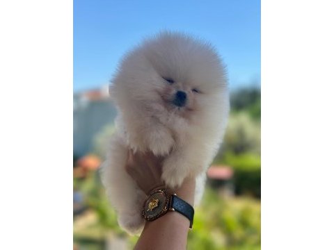 Show kalite pomeranian bebekler