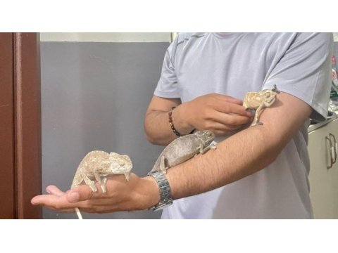 Zengin renk pigmentlerine sahip chamel chamelon bukalemunu