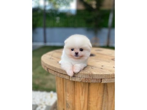 Pomeranian boo ayı surat garantili şirinlerimiz