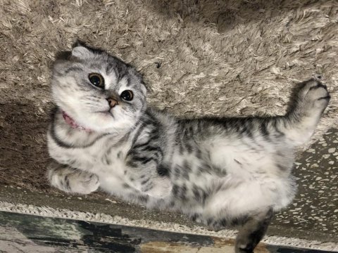 Scottish fold silver cins kedimiz