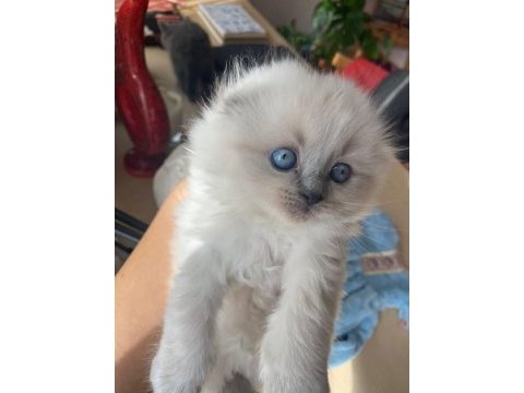 Scottish blue ve blue point yavrular nadir güzellik