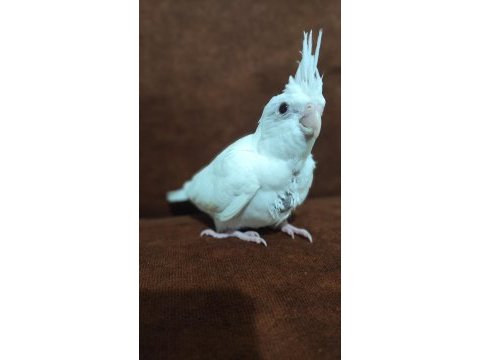 Albino bebek sultan papağanı
