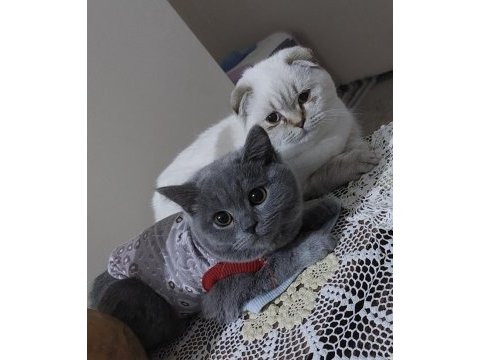 British shorthair