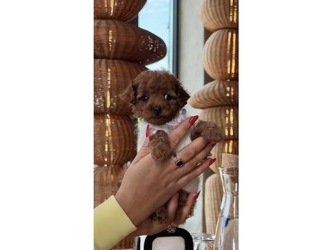 Toy poodle köpeğimiz