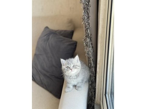 Ayı surat british shorthair güzel bebeklerim