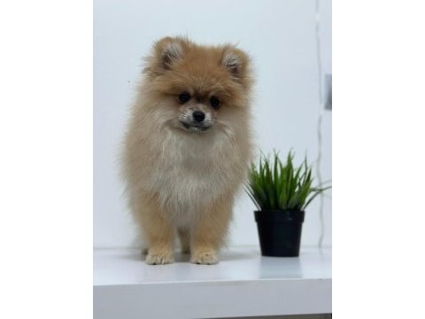 Ankaranın en kaliteli safkan pomeranian yavruları