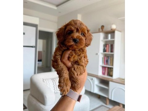 Tuvalet eğitimli kore toy poodle
