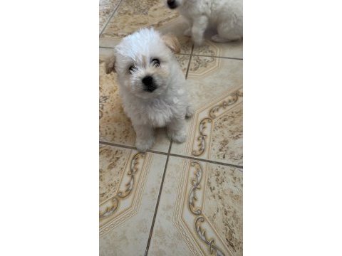 Maltese terrier yavrumuz