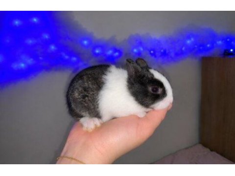 Mini lop cüce tavşan yavruları
