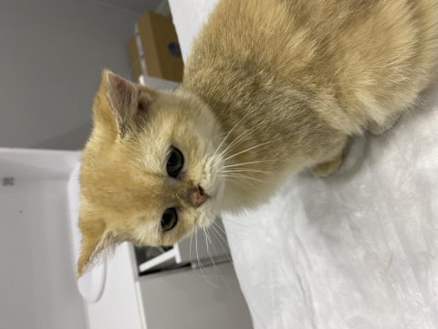 Yavru kedi sahiplendirme british shorthair