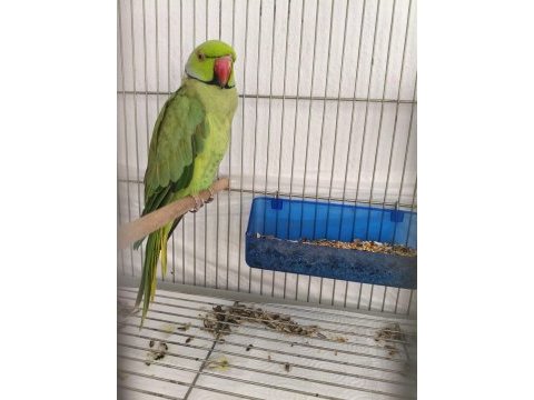 Ele omuza alışkın erkek pakistan papağanı