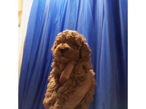 Şampiyonun poodle çocukları rezerve açıktır