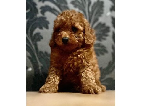 Ankaranın en güzel toy poodle yavruları petmode den