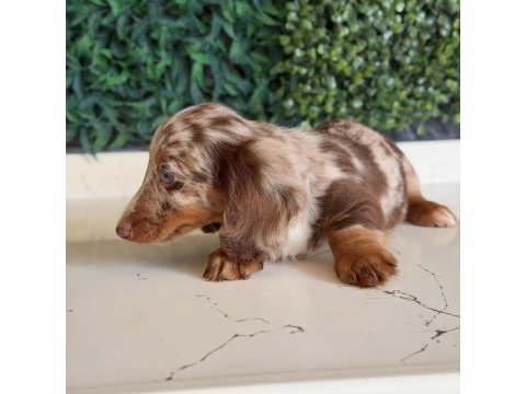 Longhair merle dachshund yavru köpeğimiz