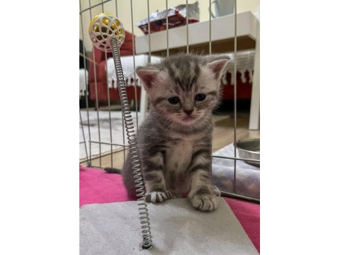 Birbirinden tatlış british shorthair yavrular yuva arıyor