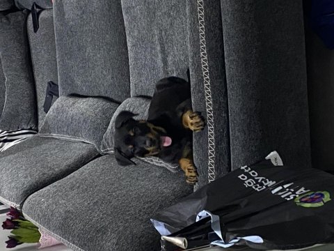 3 aylık erkek rottweiler safkan