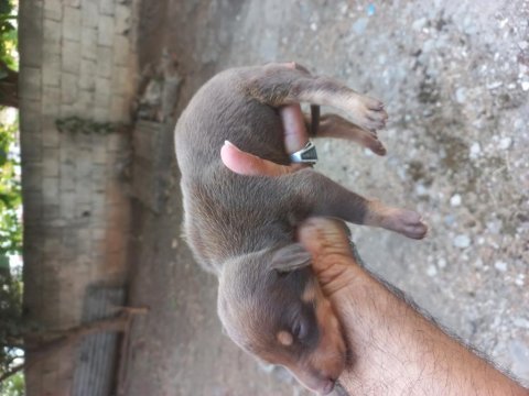 Sahiplendirme doberman