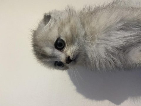 Boncuk yeni yuvasını arıyor scottish fold