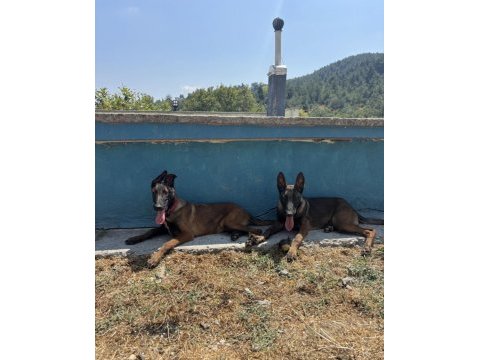 Eğitimli belçika kurdu yavruları ailesini arıyor