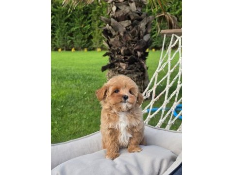 Mükemmel kalitede maltipoo bebeklerimiz