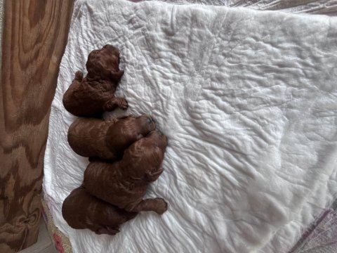 Toy poodle yavrularımız rezerve açık